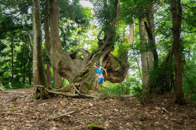 Photo of FAIRY TRAIL - 1 / 19