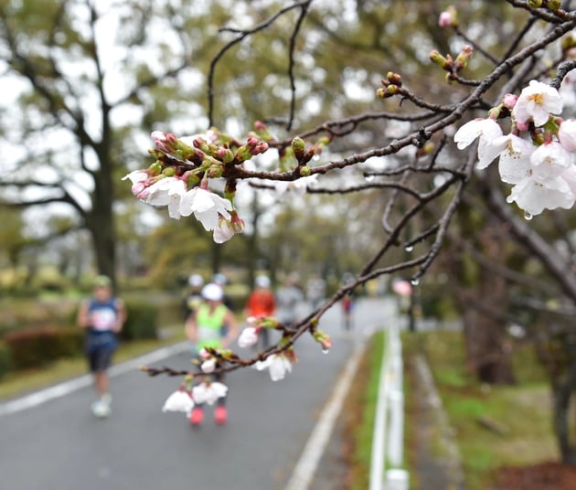 Photo of さが桜マラソン - 2 / 29