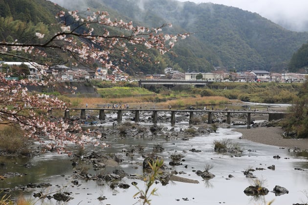 Photo of 四万十川桜マラソン - 1 / 25